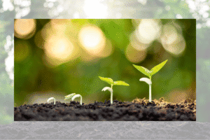 Cannabis Seeds South Africa