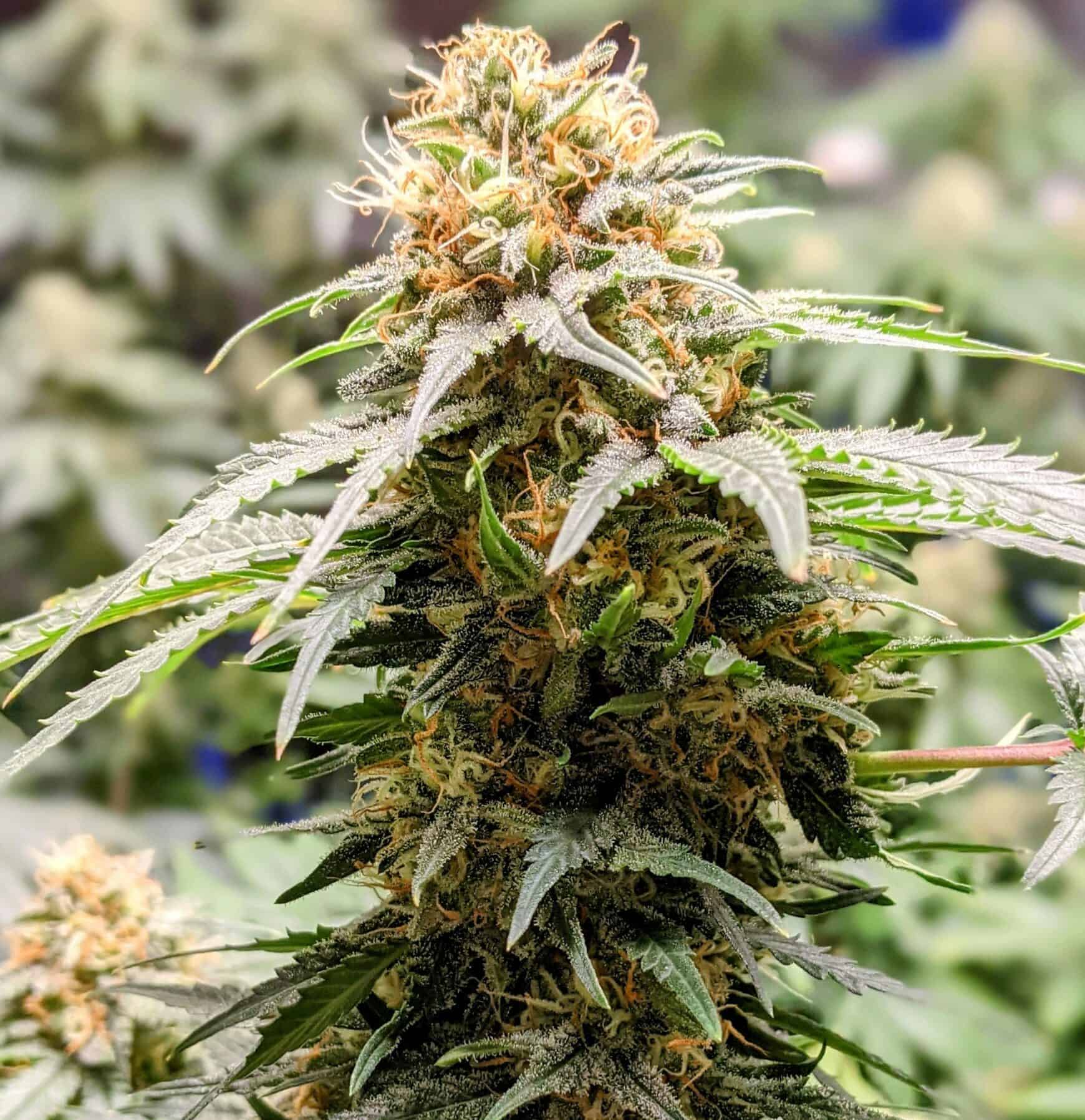 indorgro-6hKcVllx3Rs-unsplash Afro Fire Greenhouse 3G Hybrid