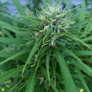 Afro Fire Greenhouse 3G Hybrid