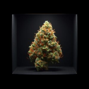 A beautiful Cannabis flower photo take inside a dark light box